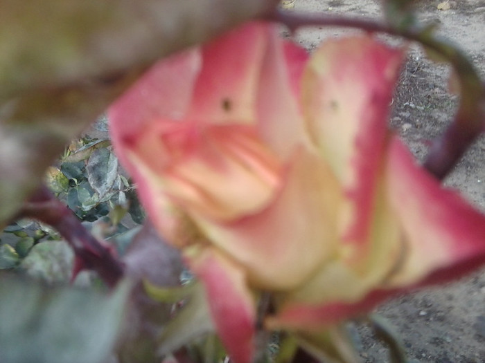 Fotografie0071 - roze 2012-2