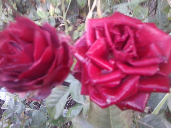 Fotografie0076 - roze 2012-2