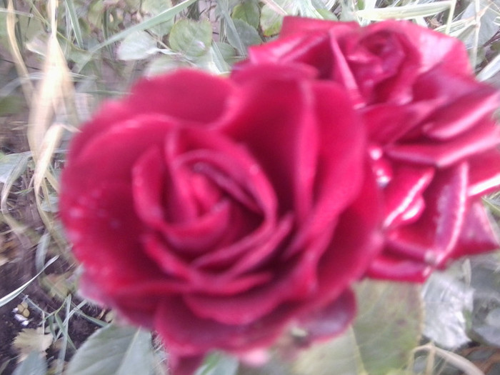 Fotografie0077 - roze 2012-2