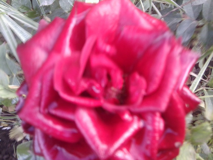 Fotografie0078 - roze 2012-2