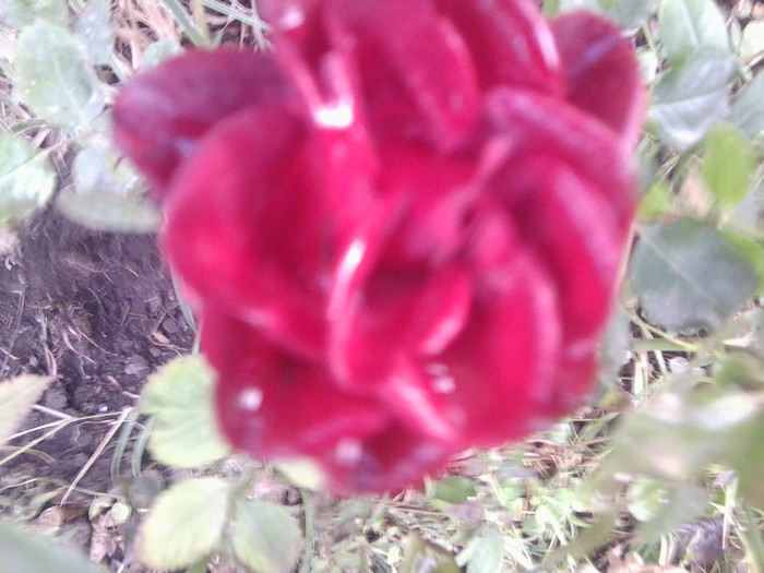 Fotografie0079 - roze 2012-2