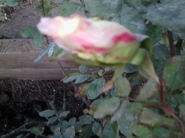 Fotografie0082 - roze 2012-2