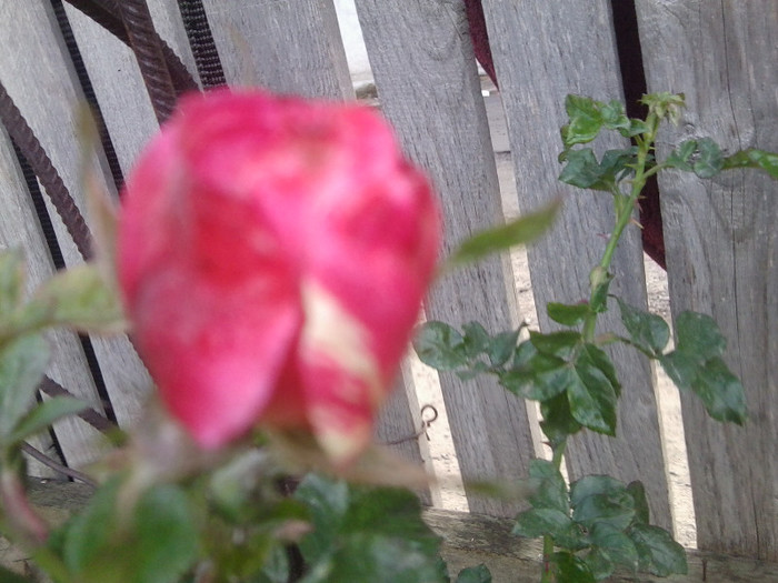 Fotografie0098 - roze 2012-2