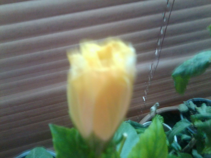 Fotografie0006 - hibiscusi 2o12