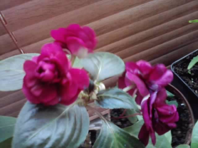 P041012_01.39_[01]