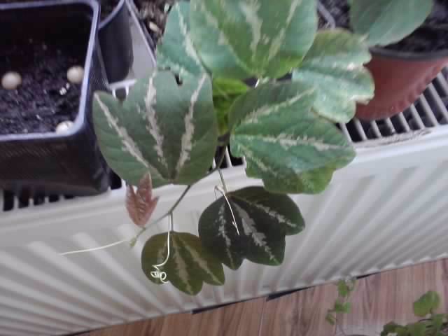 pasiflora trifasciata