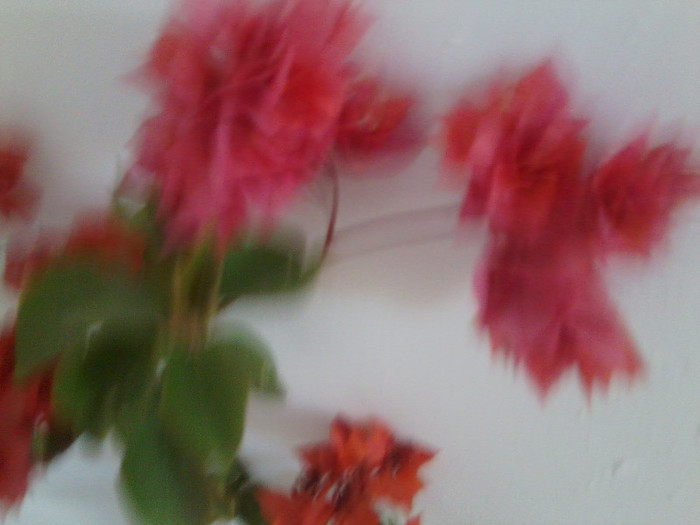 Fotografie0045 - roze 2012-2