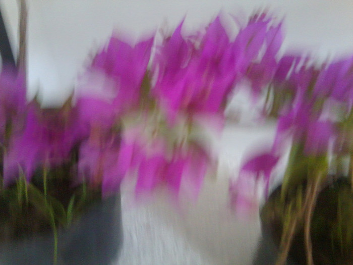 Fotografie0049 - roze 2012-2