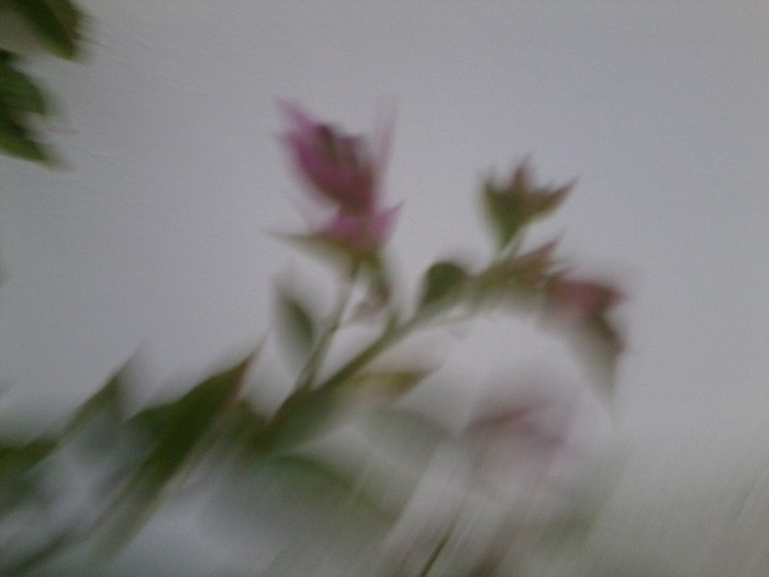 Fotografie0052 - roze 2012-2