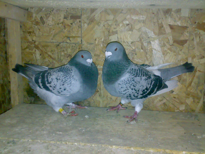 Image501 - Voiajori