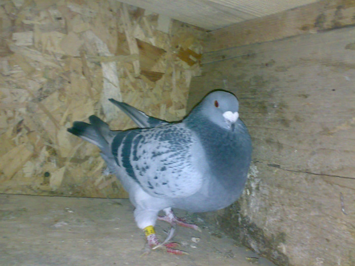 Image503 - Voiajori
