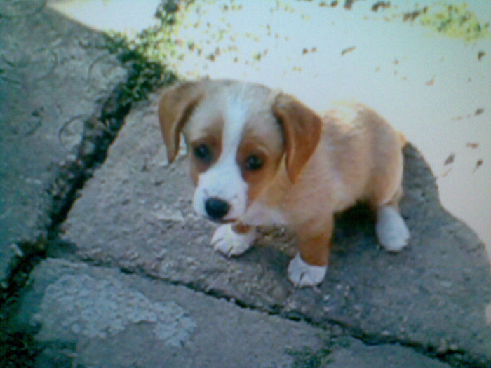 afara