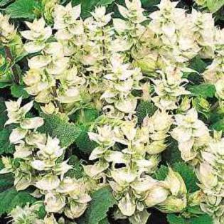 salvia sclarea alba V. salvia sclarea alba V.