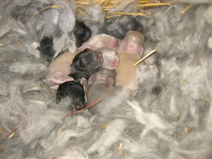 English Angora Rabbits; 5 Days old
