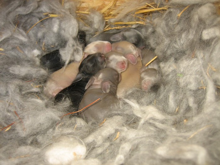 English Angora Rabbits - 01-Cuib A-Litter A