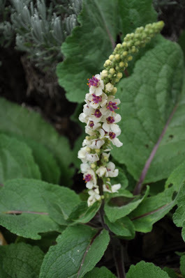 verbascum chaixii V. - Noutati 2012