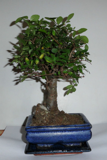 Zelkova - Bonsai