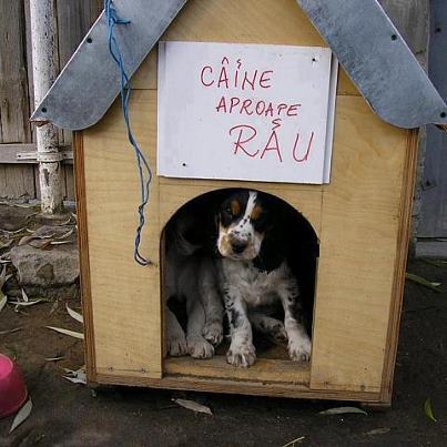 caine aproape rau