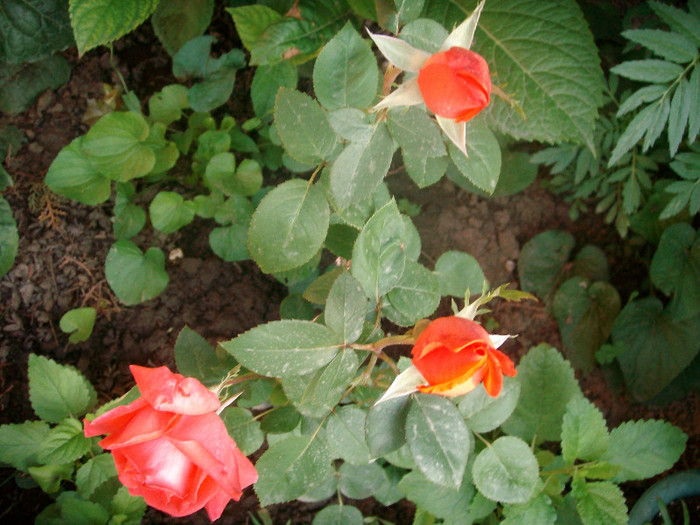 SANY0524 - Trandafiri 2012