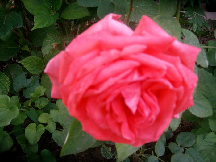 SANY0571 - Trandafiri 2012