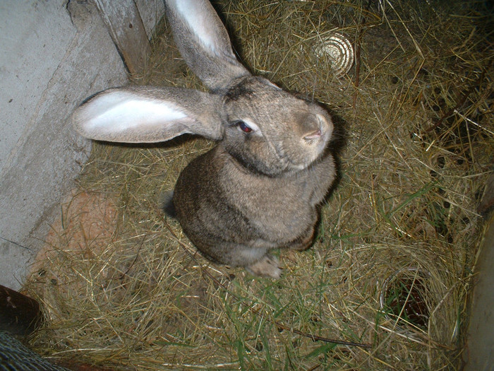DSCF00033 - iepuri