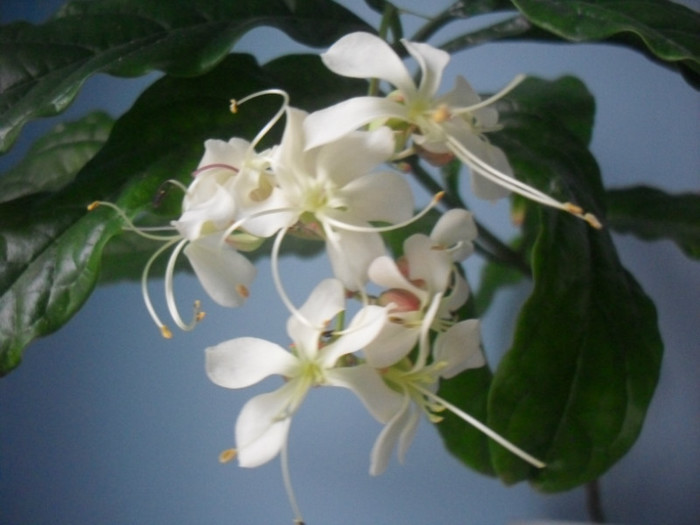 SDC19547 - CLERODENDRUM WALLICHII - PROSPERO