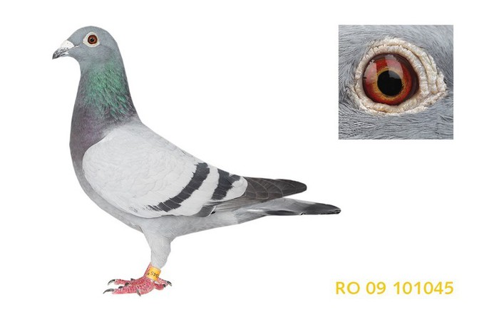 CHICHEANU RUSU "GUT CRISTIANES" VINDUT; &amp;amp;quot; GUT CRISTIANES &amp;amp;quot;
