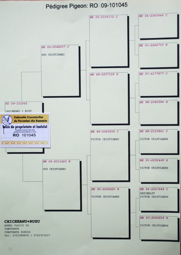 ped 101045-2009 VINDUT