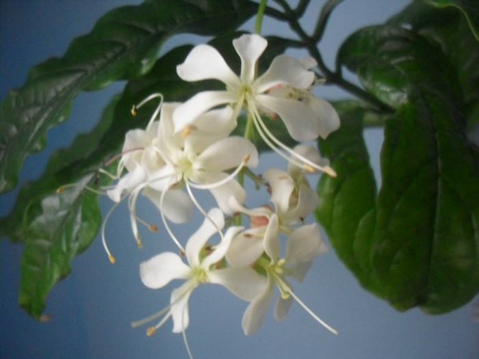 SDC19554 - CLERODENDRUM WALLICHII - PROSPERO