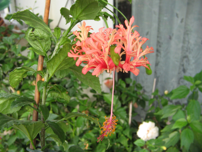 IMG_1944 - Schizopetallus