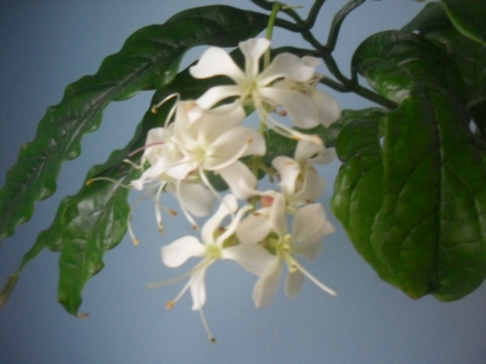 SDC19546 - CLERODENDRUM WALLICHII - PROSPERO