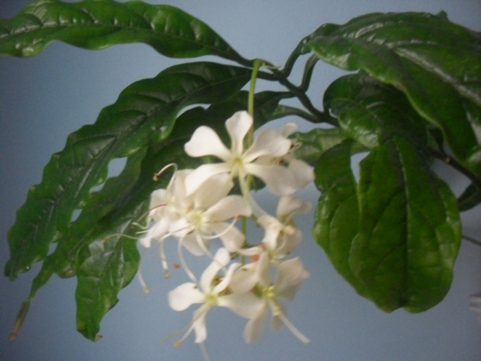 SDC19550 - CLERODENDRUM WALLICHII - PROSPERO