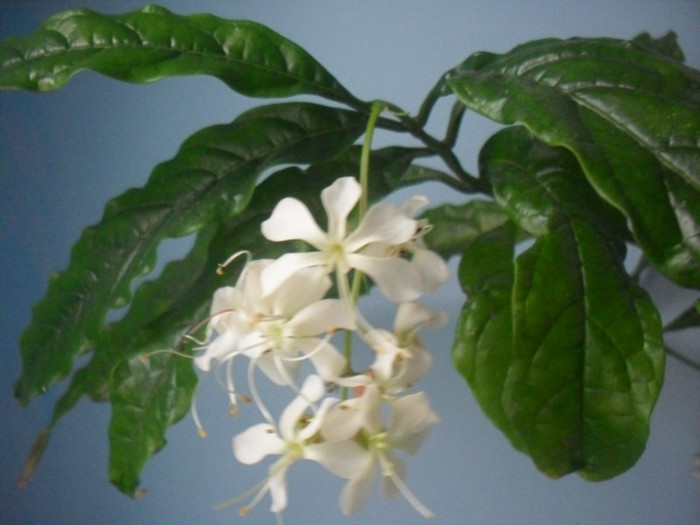 SDC19552 - CLERODENDRUM WALLICHII - PROSPERO