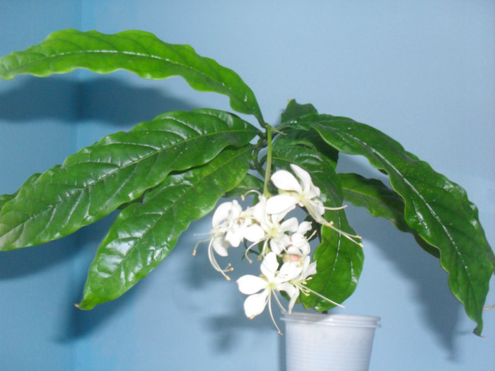 SDC19538 - CLERODENDRUM WALLICHII - PROSPERO