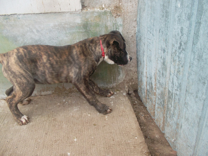 SAM_1147 - presa canario tarra