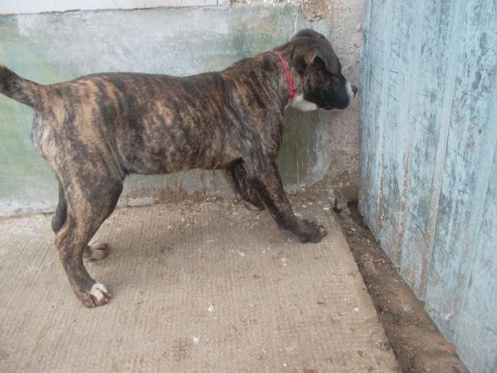 SAM_1149 - presa canario tarra