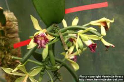 vanilla imperialis - POZA NET