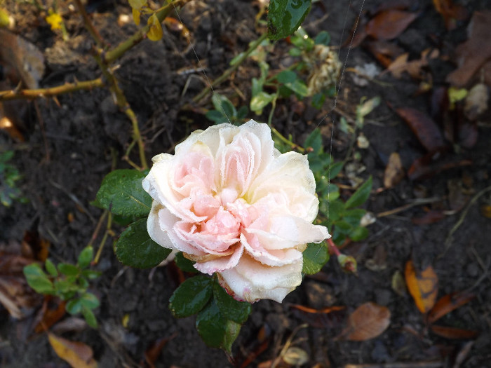 30.11.2012 (7) - Garden of roses