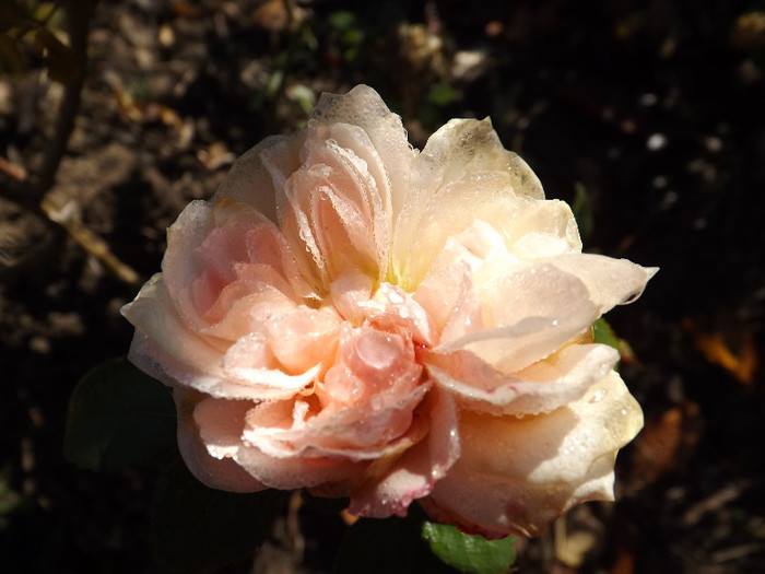 30.11.2012 (88) - Garden of roses