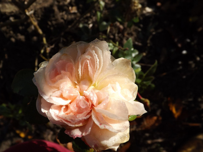 30.11.2012 (89) - Garden of roses