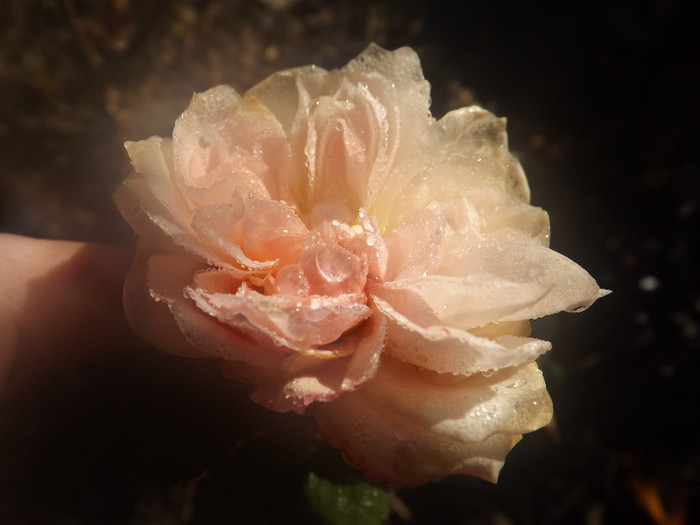 30.11.2012 (90) - Garden of roses