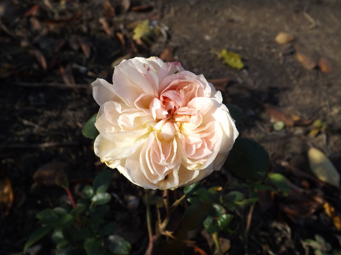 30.11.2012 (134) - Garden of roses