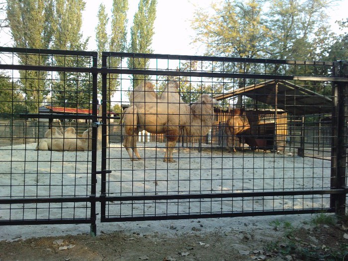 P231012_17.010002 - ZOO Bucuresti Setembrie 2012