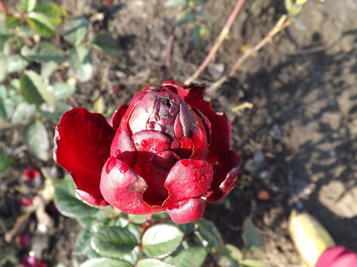 30.11.2012 (110) - Schwarze Madonna