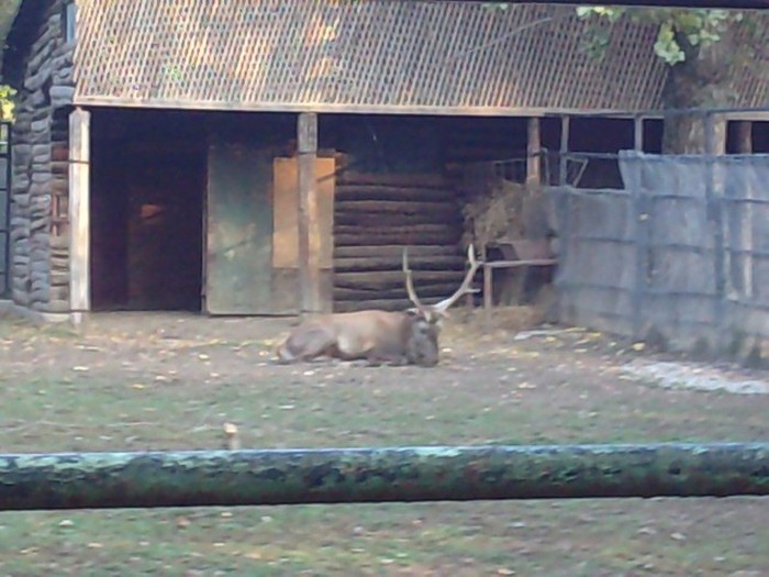 P231012_17.060001 - ZOO Bucuresti Setembrie 2012