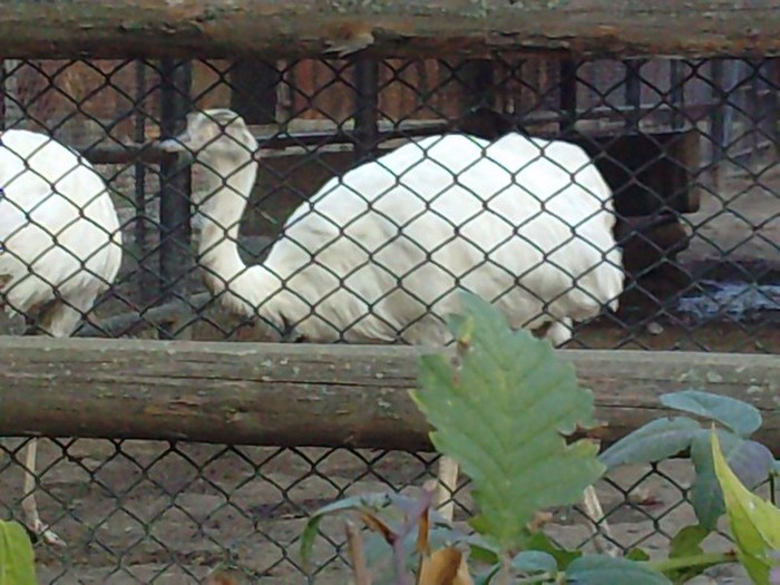 P231012_17.090002 - ZOO Bucuresti Setembrie 2012