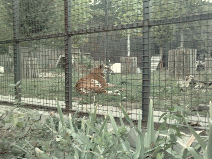 P231012_18.040002 - ZOO Bucuresti Setembrie 2012