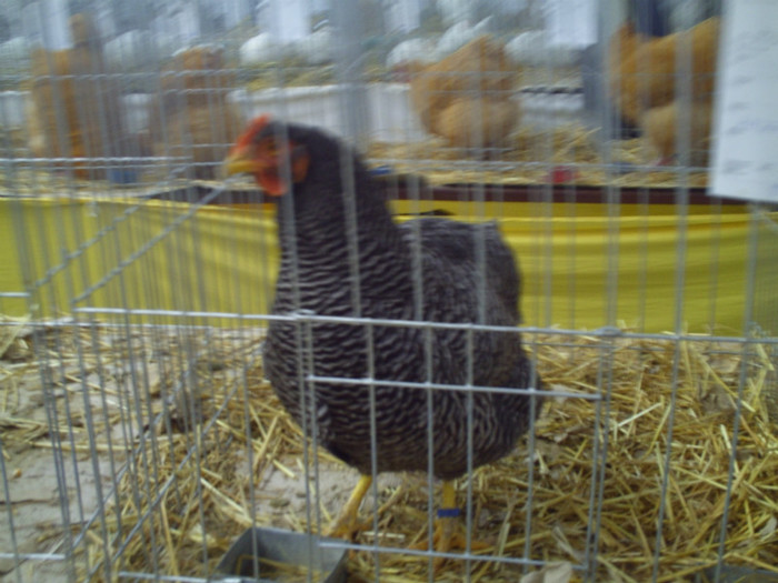 PICT0233