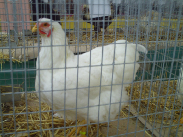 PICT0242