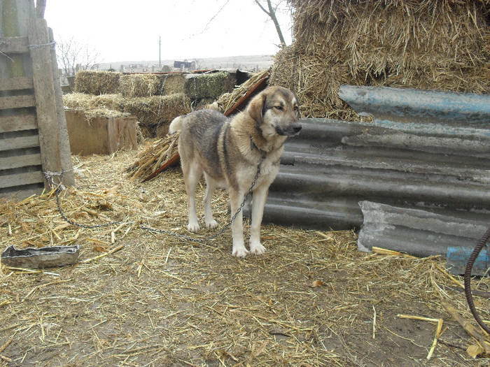 SAM_3953 - Machidoanca